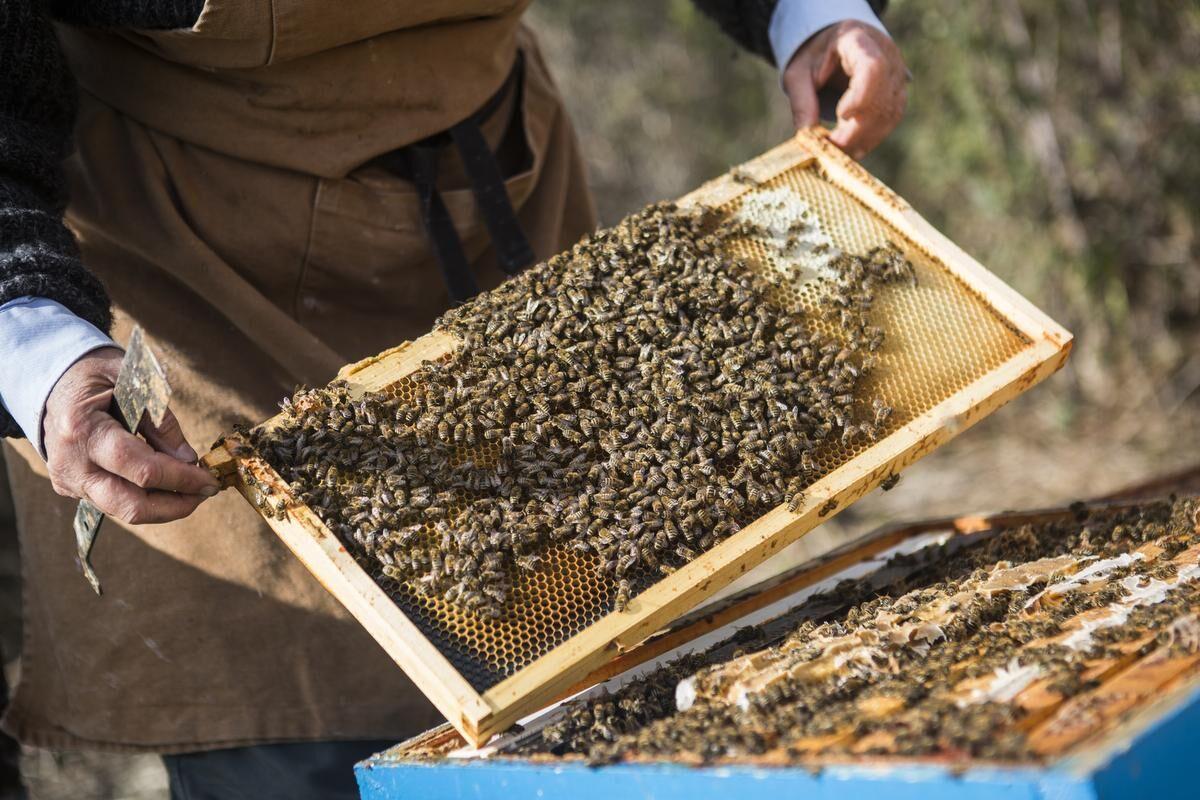 These Kansas City beekeepers are bringing hives of pollinators to