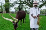 In Rwanda, a royal herd of cattle is treated to poetry and cultural reverence