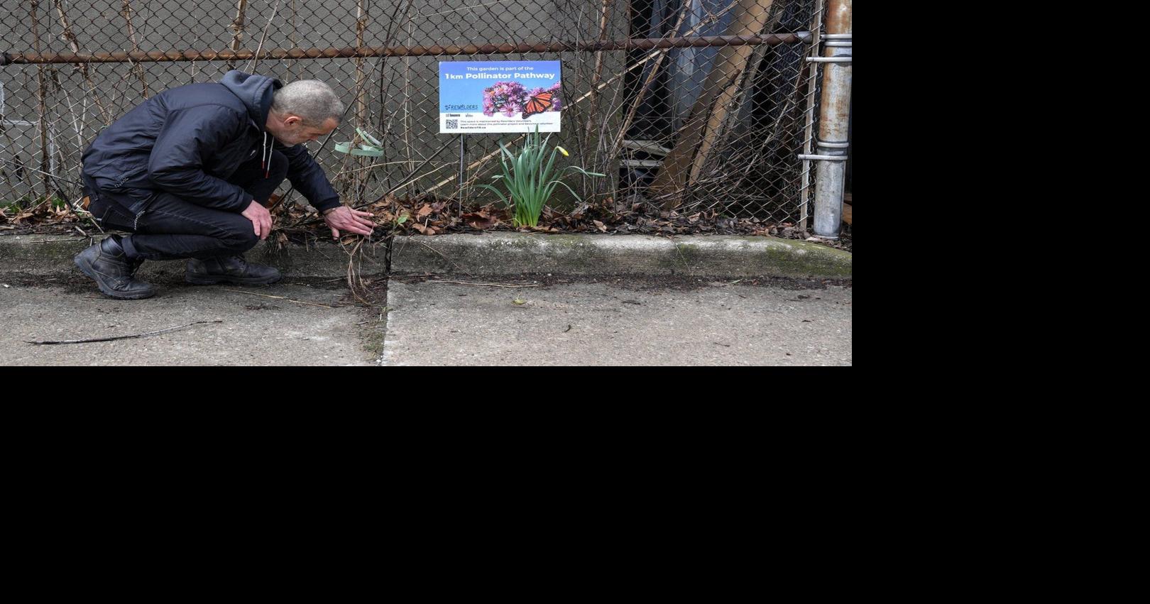 How 're-wilding' can make Canada's cityscapes more climate resilient and bee friendly