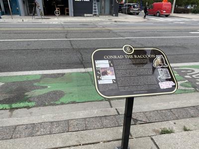 Raccoon whose sidewalk death went viral in 2015 immortalized in ѻý's history