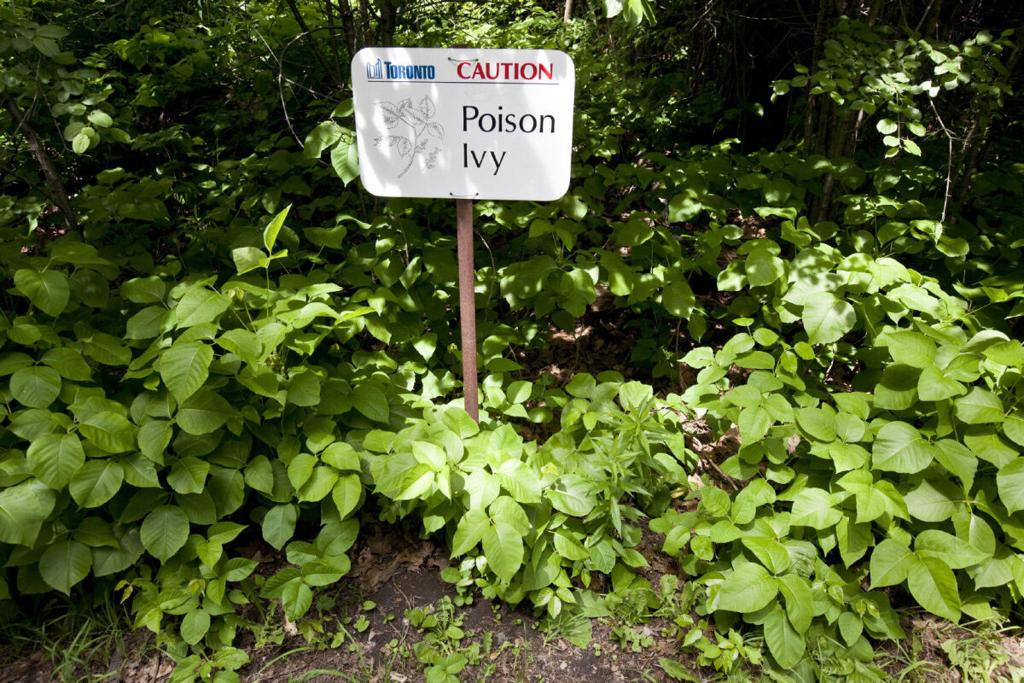Plant Profile: Poison Ivy, More Than A Scary Nuisance - Forest Preserves of  Cook County
