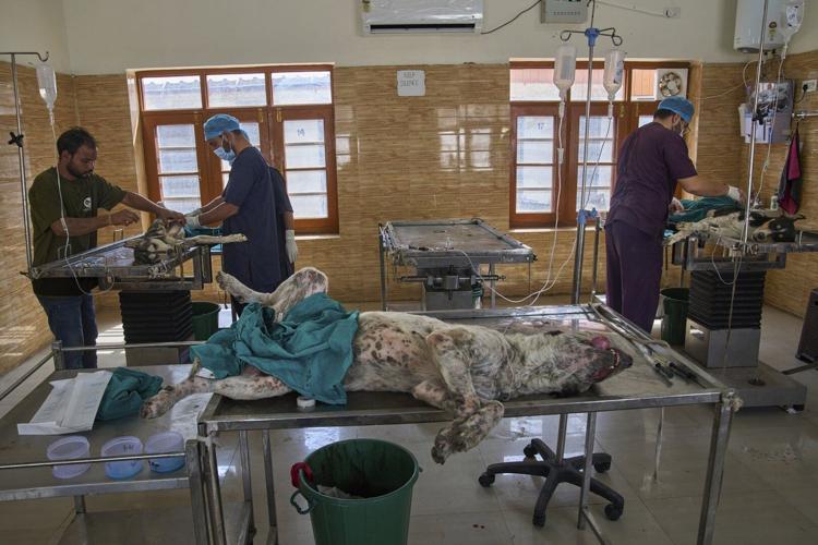 Photos of stray dogs in Indian-controlled Kashmir and attempts to control their population