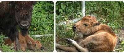 Calf