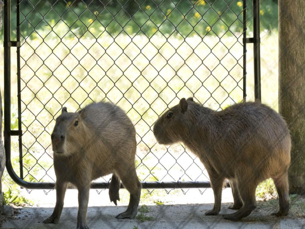Capybara Dance and Brain Break for Children - Sing Play Create