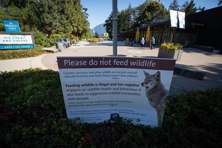 Vancouver thought it had coexisting with coyotes figured out. Then people  started getting attacked in Stanley Park