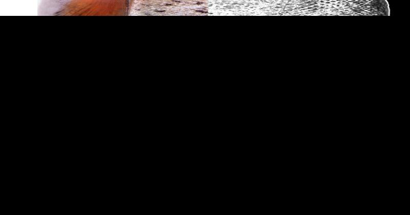 Is fish good for you? Here are the pros and cons