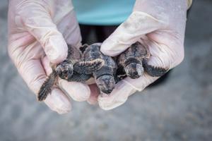 Peek inside Georgia’s record-setting sea turtle nesting season