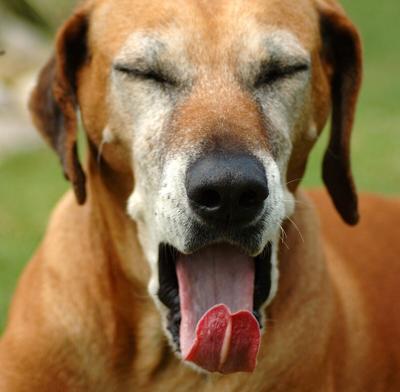 yawning_dog