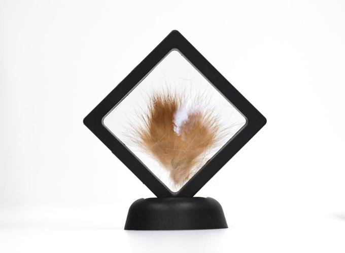 Aquamation, waterbased pet cremation, takes hold in Toronto