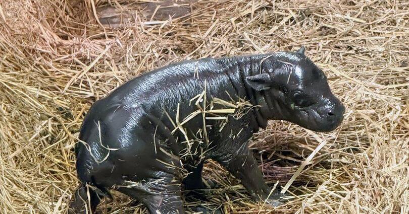 Toronto's Moo Deng: Zoo welcomes newborn pygmy hippo calf