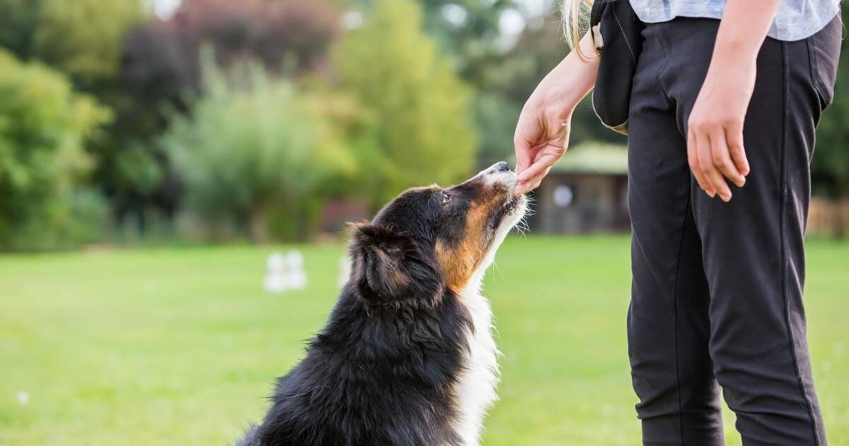 My pup doesn't want to leave the dog park. How do we get him to listen?