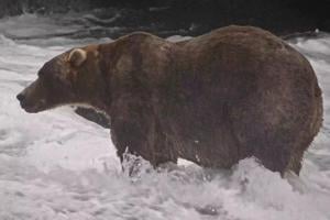 The final showdown of Alaska's Fat Bear Week comes down to heavyweights Bear 910 and Backpack