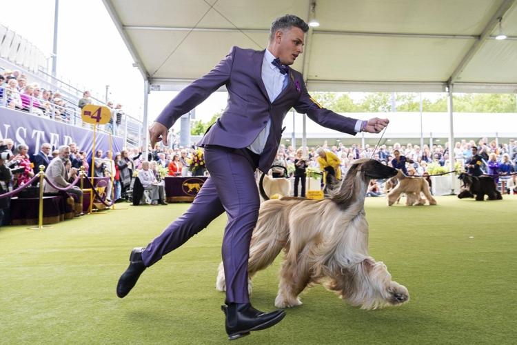 Westminster Kennel Club sets plans for its 150th dog show next year