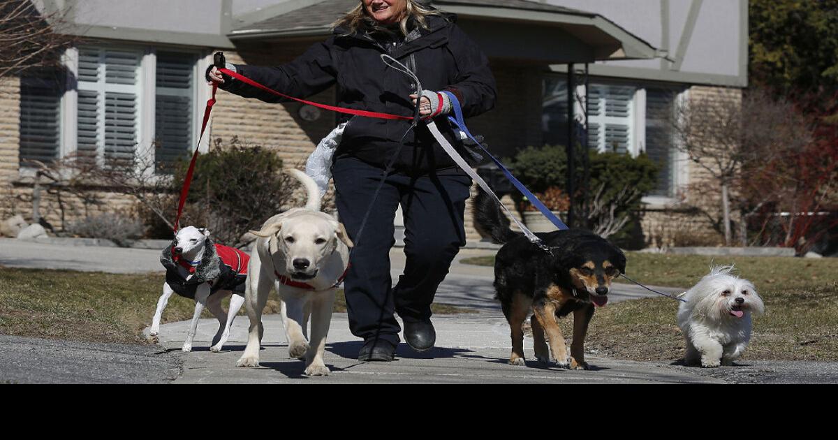 What Toronto dog walkers must do to get a permit to take care of your pet