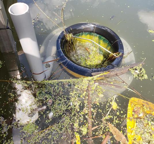 Port Credit Village Marina tackles Lake Ontario trash with water-sucking  Seabin