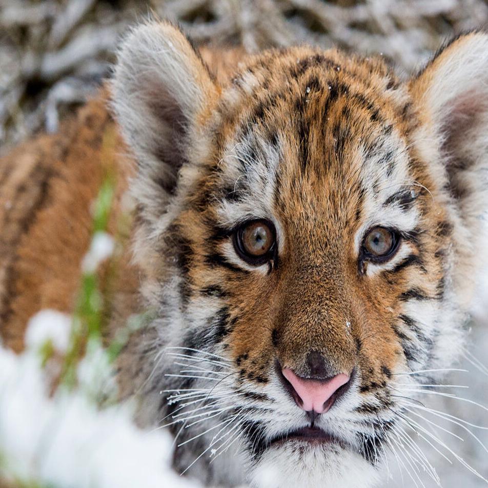 Cute Siberian Tiger Cubs from Hungary 