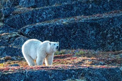 Polar Bear NP CREDIT Adventure Canada.JPG