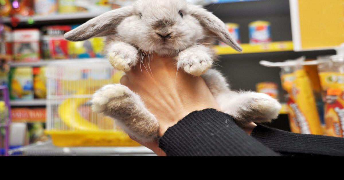 Buying a bunny Van Veen