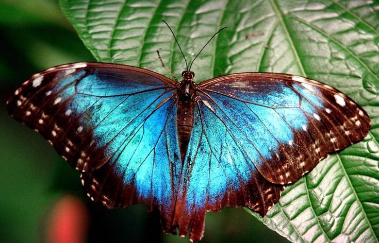 Stunning Blue Butterflies From Around The World - Australian Butterfly  Sanctuary