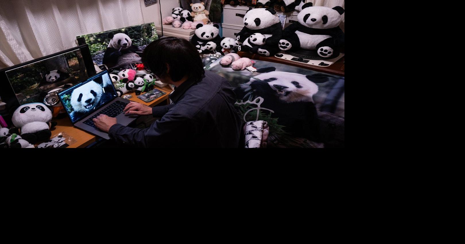 Photos shows Japan’s love of pandas as twins Xiao Xiao and Lei Lei return to China