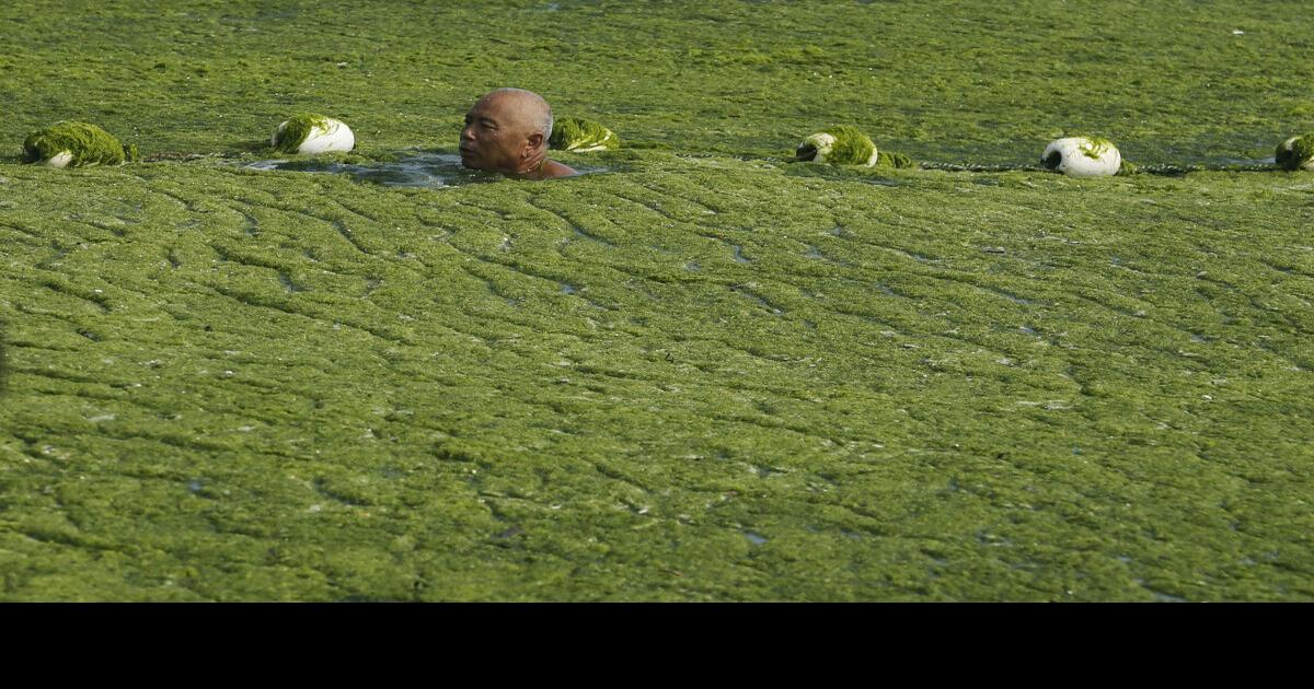 Algae bloom carpets China’s coast