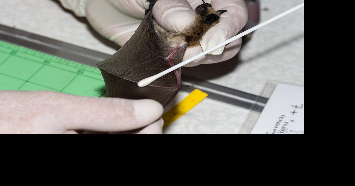 B.C. bats 'do not know the border' — and Trump funding cuts may put them in peril