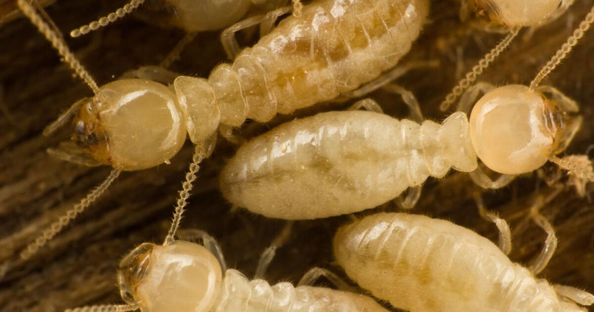 Why termites explode