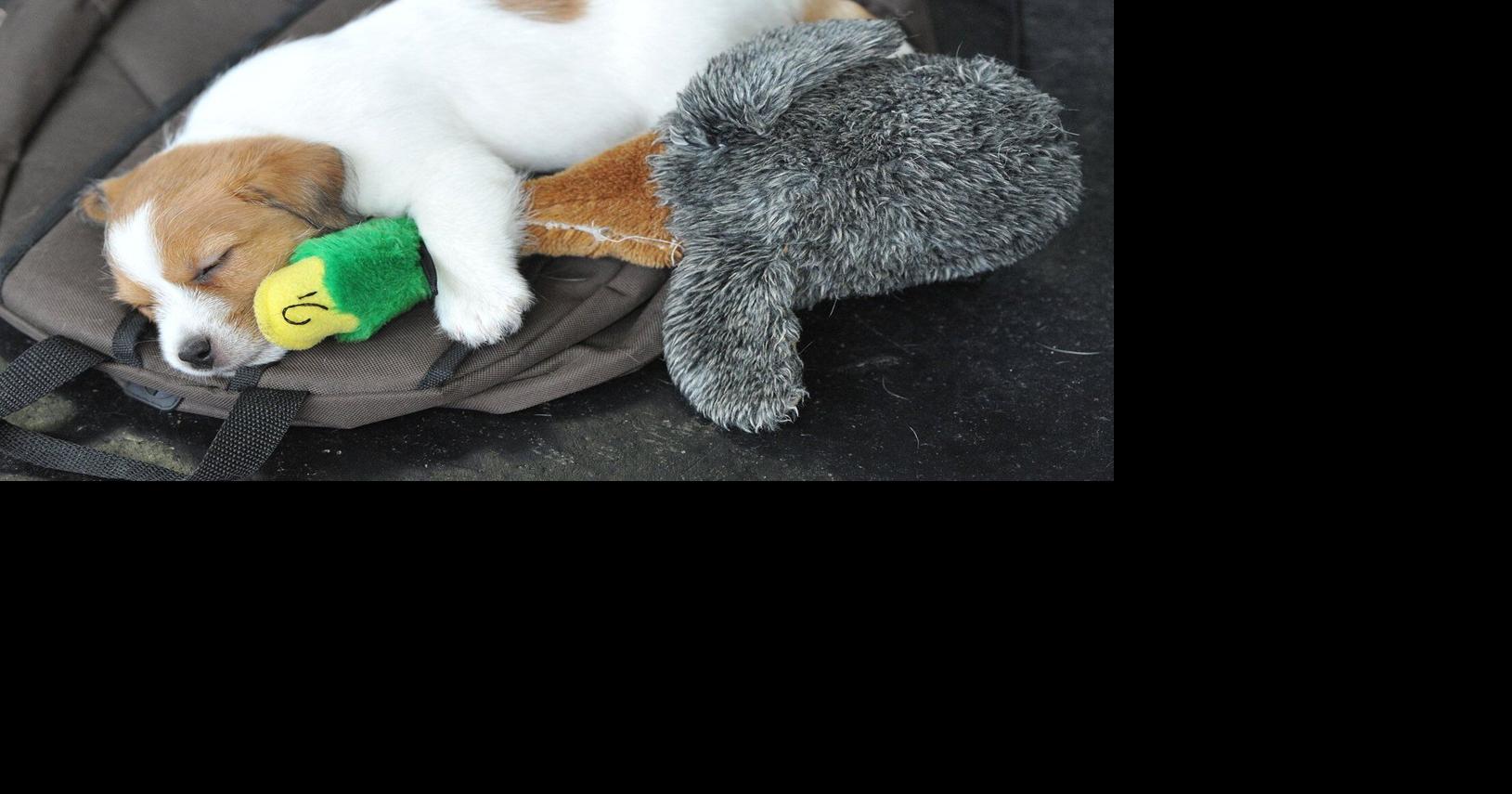 Pet sounds: Why some dog owners share music with their 4-legged friends