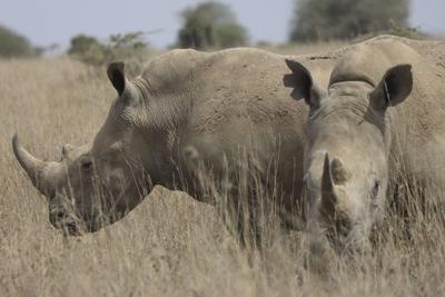 The world's black rhino numbers have increased but there's bad news for others