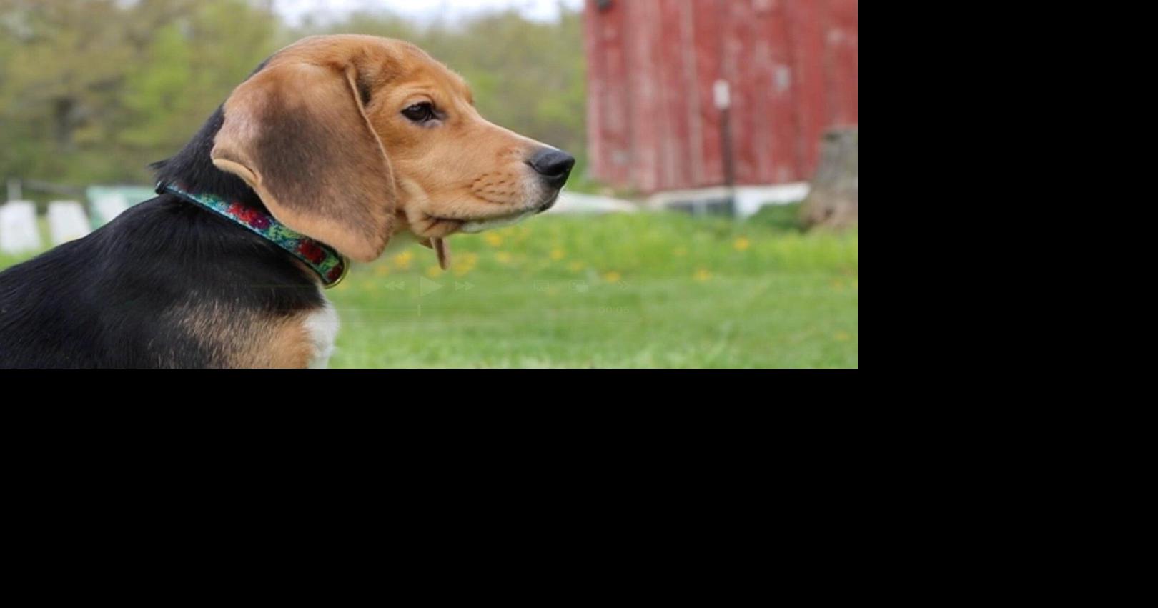 1,500 beagles will get new lives, warm laps after release from research facility