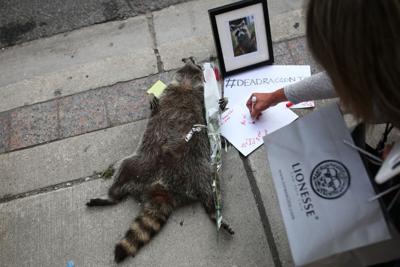 dead-raccoon2
