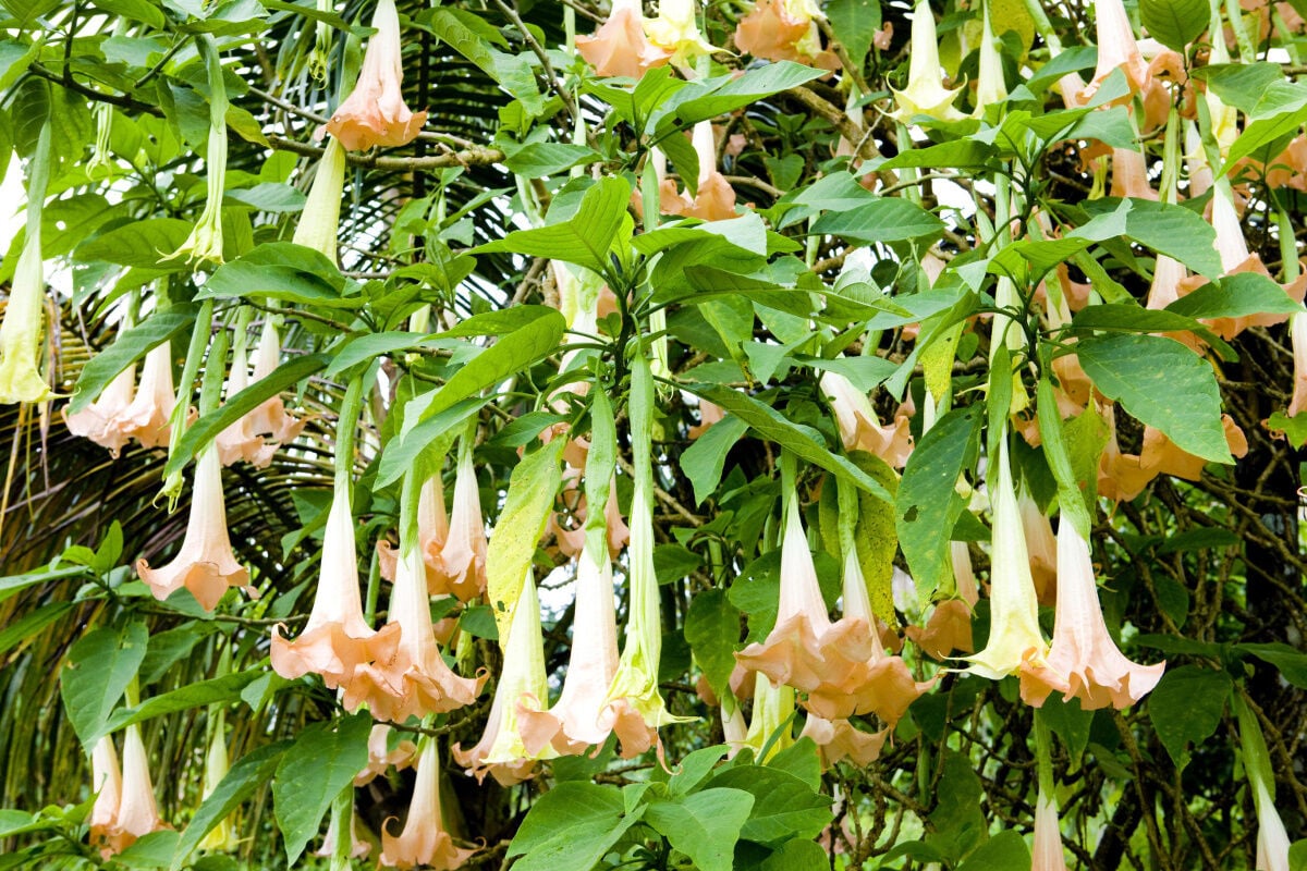 Devil's breath' could be world's scariest drug