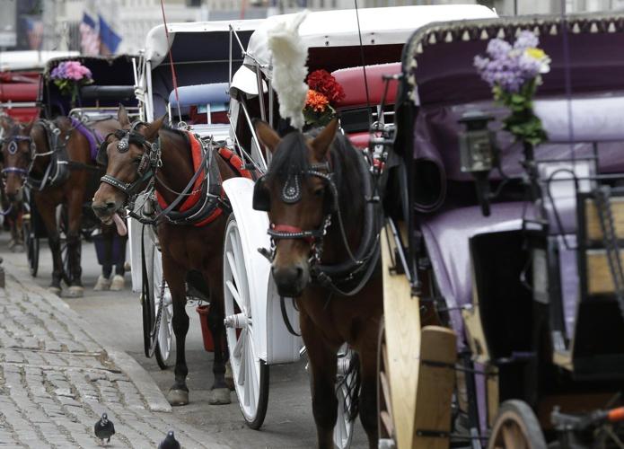 New York carriage horse's collapse spurs a criminal trial