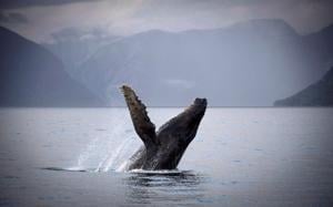 Plenty of food and conservation have turned B.C. waters into whale-sighting hot spot