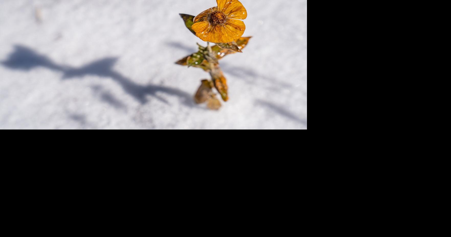 ‘They were just screaming.’ Mom unable to save 3 sons who fell through icy pond in Texas