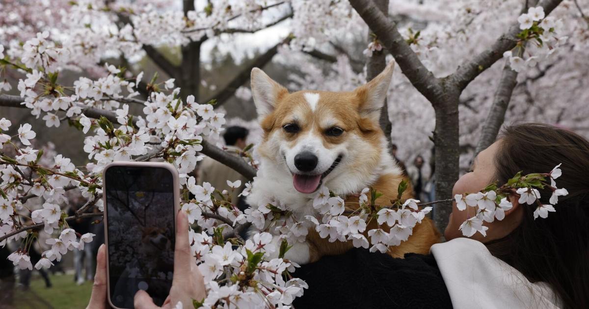 Toronto Star call-out: Send us your pet photos — and tell us what you’d ask your dog if you could talk to them