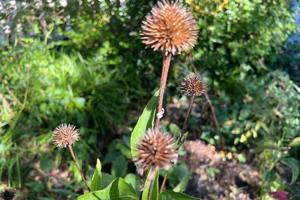What to cut back and what to leave standing in your garden's fall cleanup