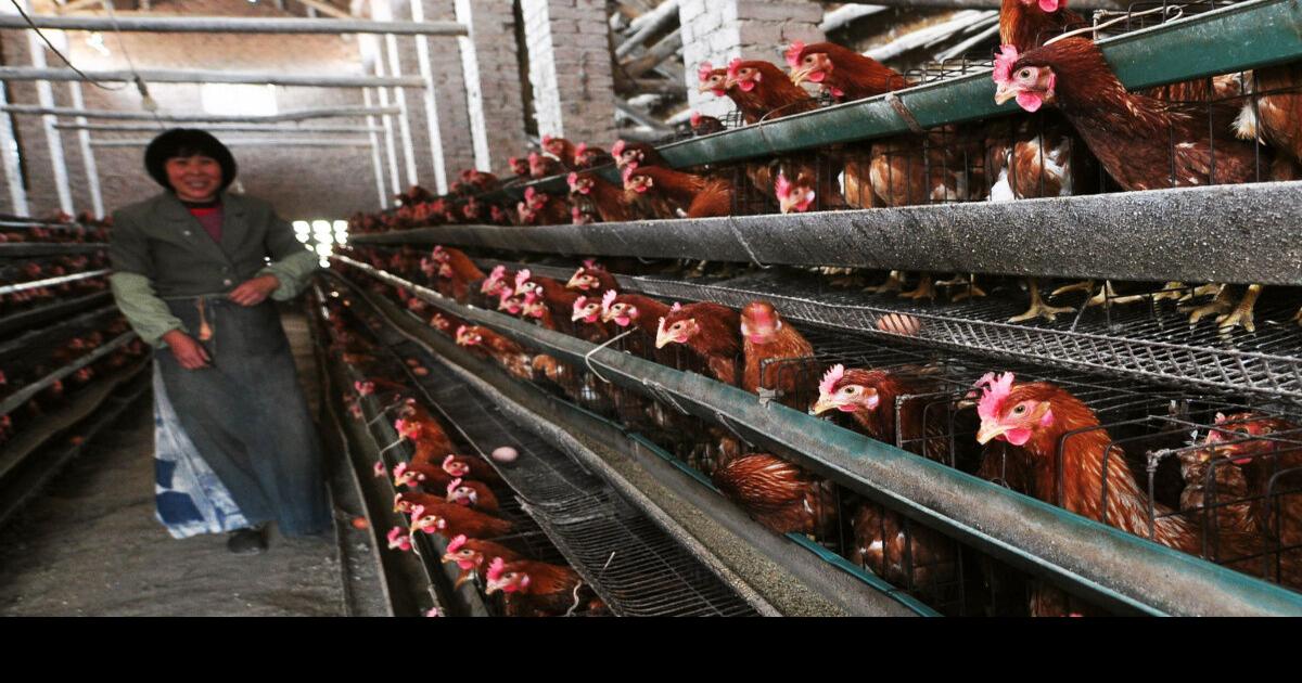 Bird flu Deaths cause scramble to probe virus’s source