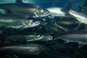 University of British Columbia aquatic researchers receive $1M fellowships