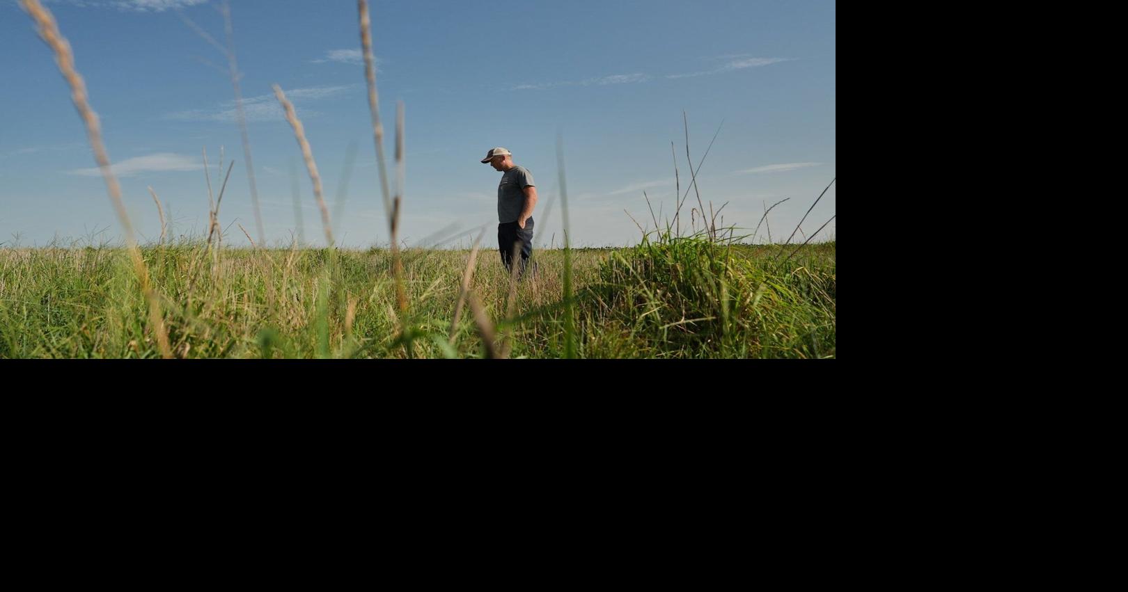 Farmers turn to perennial grains as one solution to extreme weather
