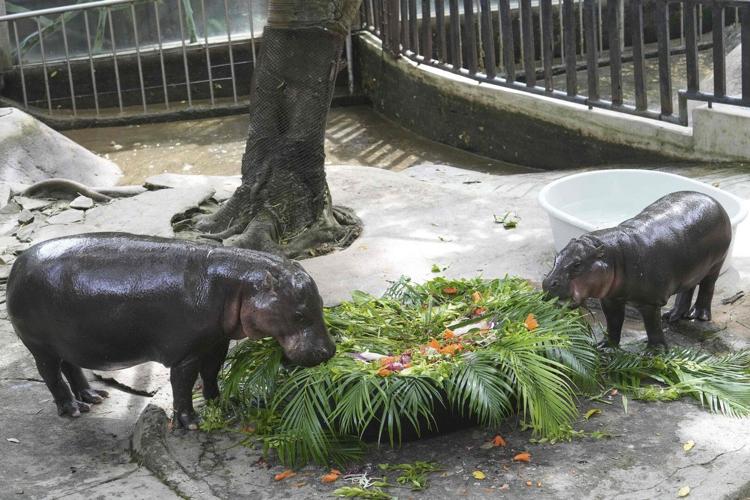 Thousands celebrate baby hippo Moo Deng's first birthday at Thailand zoo