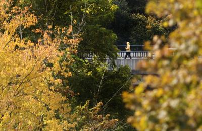 fall foliage main art.JPG