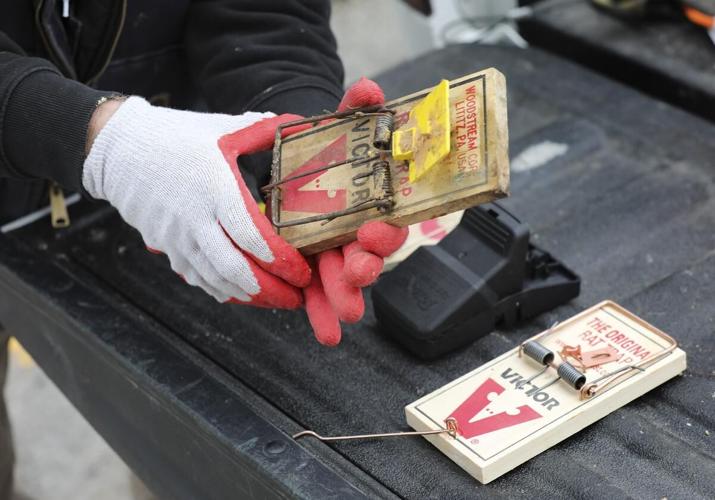 Rat Problem Toronto Toronto’s rats are multiplying, spreading — and winning. So why aren’t ...