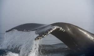 BC Ferries vessel collides with humpback whale in Howe Sound near Metro Vancouver