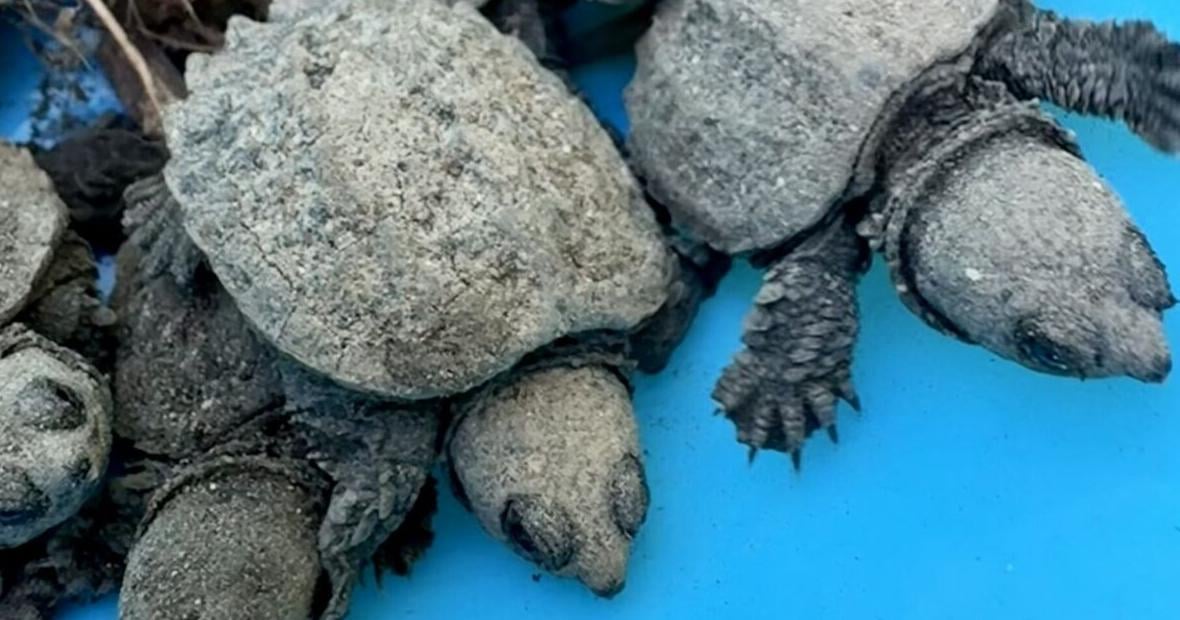Turtle Protectors keep hatchlings safe across Toronto