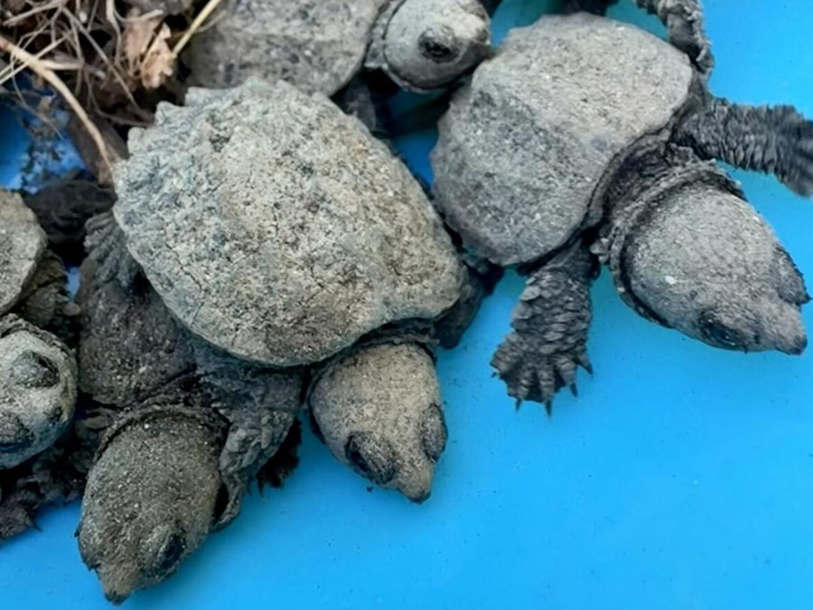 turtles main.jpg