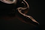 Photos show snakes auditioning for a role at New York’s Metropolitan Opera