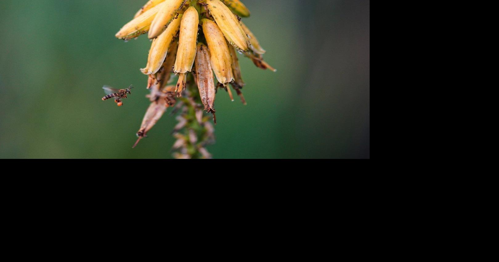 Threats, armed men and bodyguards are facts of life for activists in Colombia's Amazon