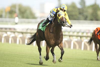 Patches O'Houlihan, Canada's reigning horse of the year, is euthanized after injury