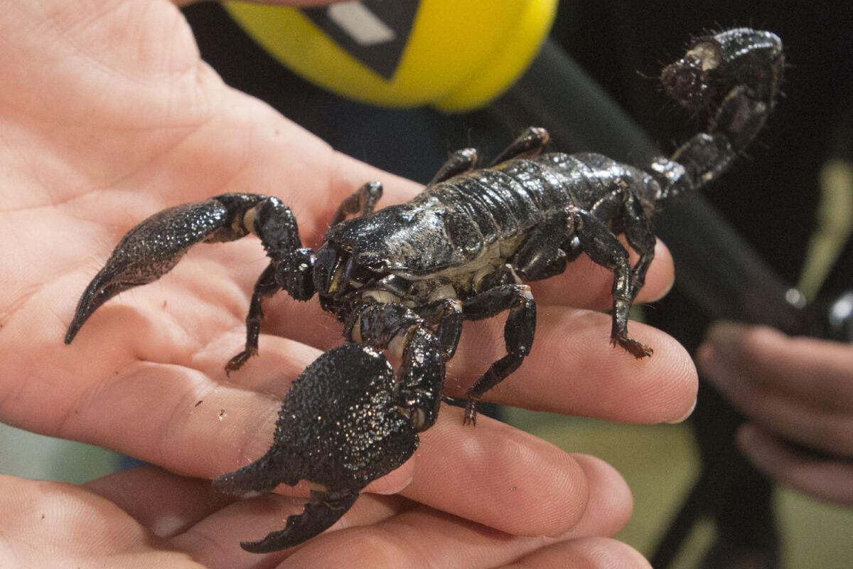 A Quebec man was stung by a scorpion hidden in his bananas. It isn't the first time someone's found a stinging surprise in their groceries